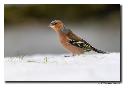 Vink - Chaffinch