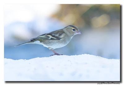 Vink - Chaffinch