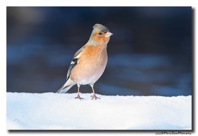 Vink - Chaffinch