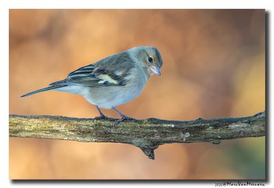 Vink - Chaffinch