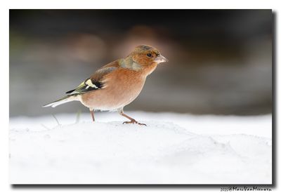 Vink - Chaffinch