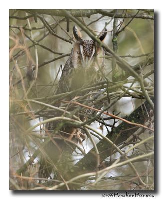 Ransuil - Long-eared Owl