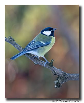 Koolmees - Great Tit