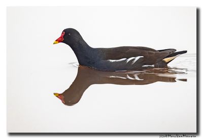 Waterhoen - Moorhen