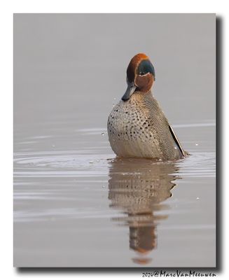 Wintertaling - Eurasian Teal