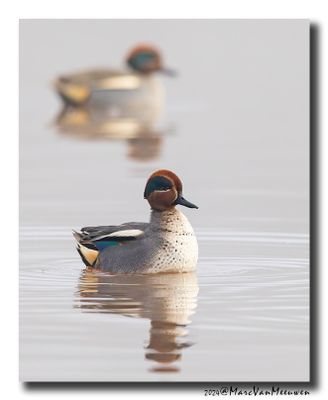Wintertaling - Eurasian Teal