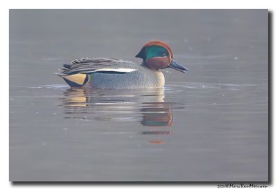 Wintertaling - Eurasian Teal