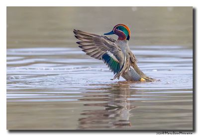 Wintertaling - Eurasian Teal