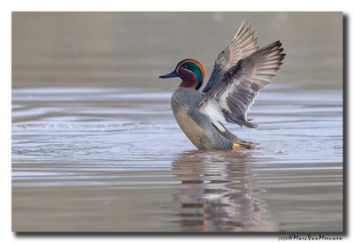 Wintertaling - Eurasian Teal