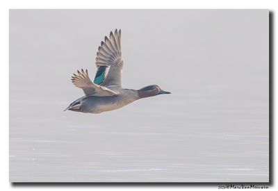 Wintertaling - Eurasian Teal
