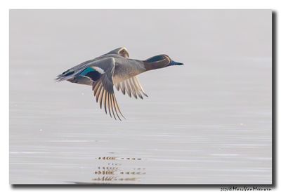 Wintertaling - Eurasian Teal