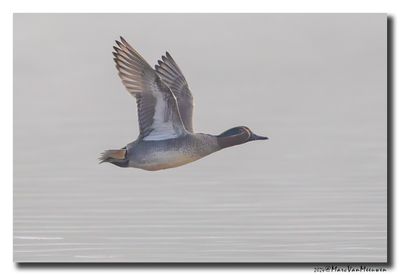 Wintertaling - Eurasian Teal