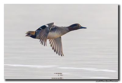 Wintertaling - Eurasian Teal