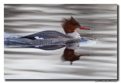 Grote Zaagbek - Goosander