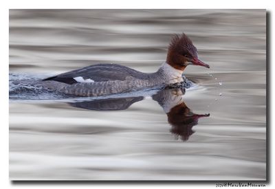 Grote Zaagbek - Goosander