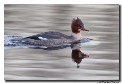 Grote Zaagbek - Goosander