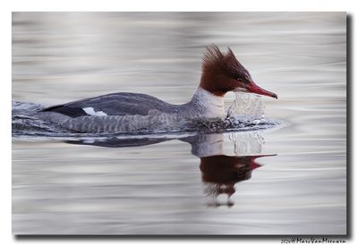 Grote Zaagbek - Goosander