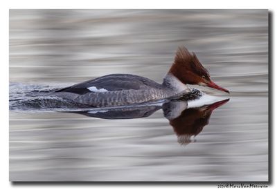 Grote Zaagbek - Goosander