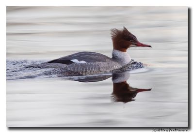Grote Zaagbek - Goosander
