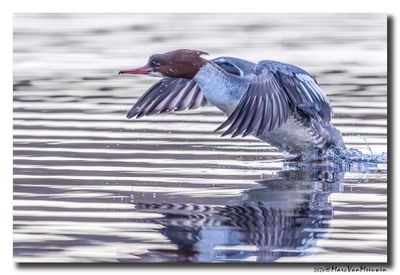 Grote Zaagbek - Goosander