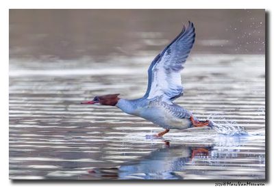Grote Zaagbek - Goosander