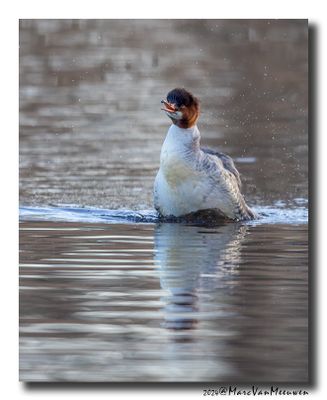 Grote Zaagbek - Goosander