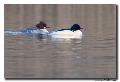 Grote Zaagbek - Goosander