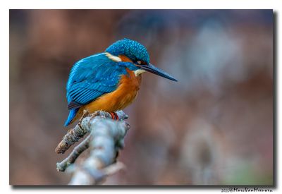 Ijsvogel - Kingfisher