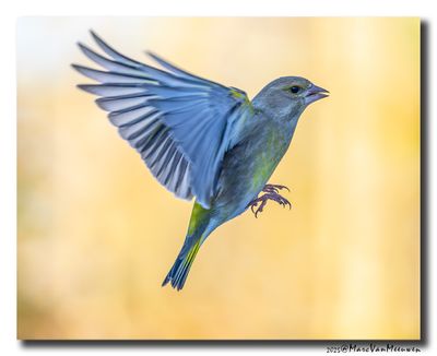 Groenling - Greenfinch