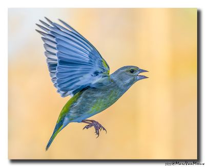Groenling - Greenfinch