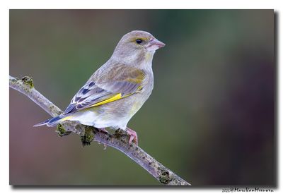 Groenling - Greenfinch