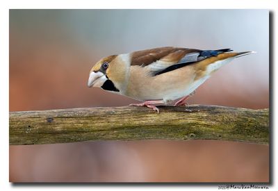 Appelvink - Hawfinch