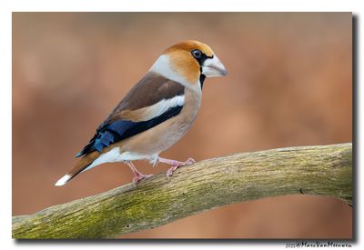 Appelvink - Hawfinch