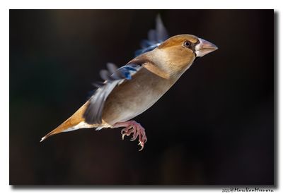 Appelvink - Hawfinch