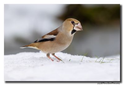 Appelvink - Hawfinch