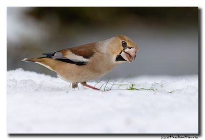 Appelvink - Hawfinch
