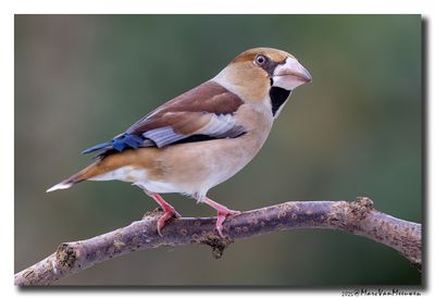 Appelvink - Hawfinch