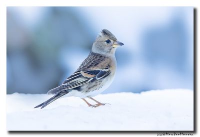 Keep - Brambling