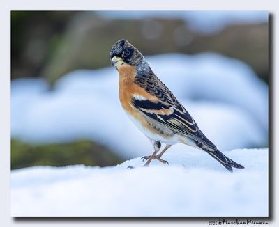 Keep - Brambling