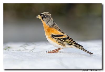 Keep - Brambling