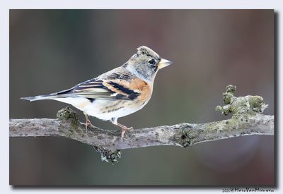 Keep - Brambling