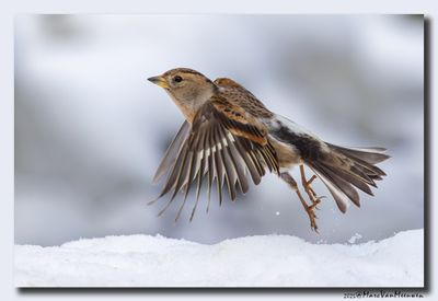 Keep - Brambling