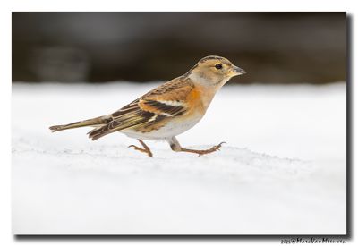 Keep - Brambling