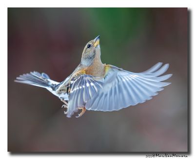 Keep - Brambling