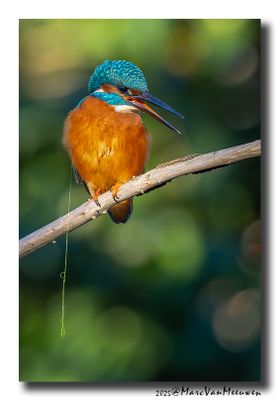 Ijsvogel_13012025_Diest_Q9A0567-066.jpg