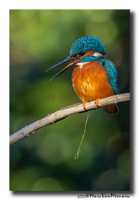 Ijsvogel - Kingfisher