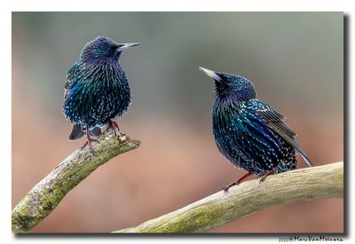 Spreeuw - Starling