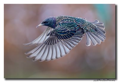 Spreeuw - Starling