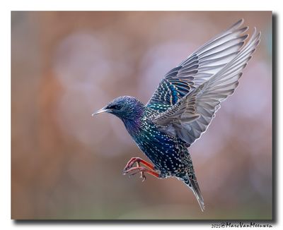 Spreeuw - Starling