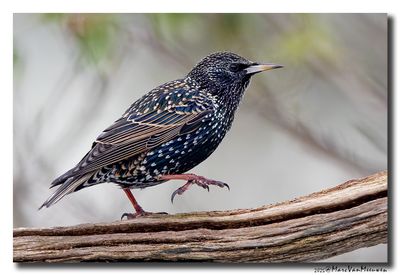 Spreeuw - Starling